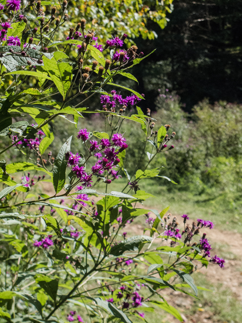 Vernonia noveboracensis (New york ironweed) #49621