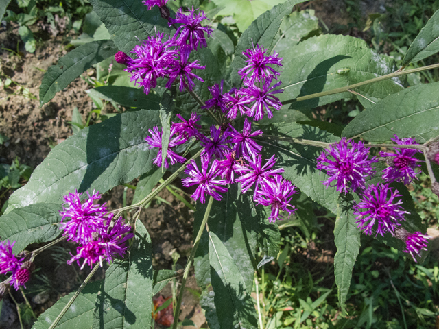 Vernonia noveboracensis (New york ironweed) #49623