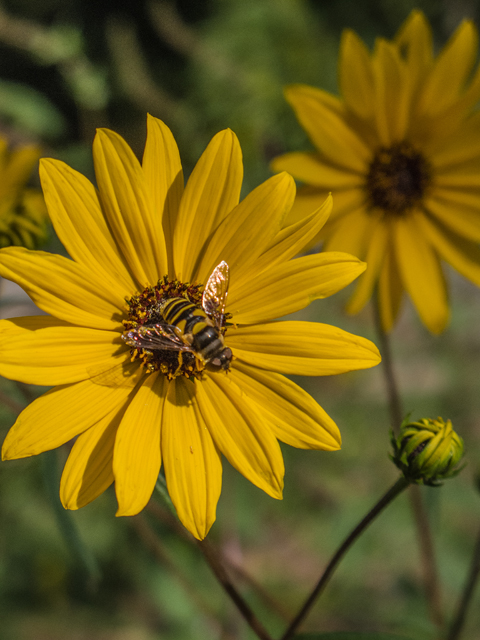 Helianthus angustifolius (Swamp sunflower) #49630