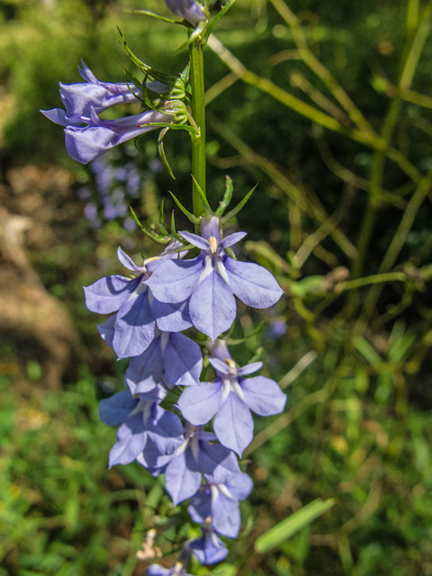 Lobelia puberula (Downy lobelia) #49633