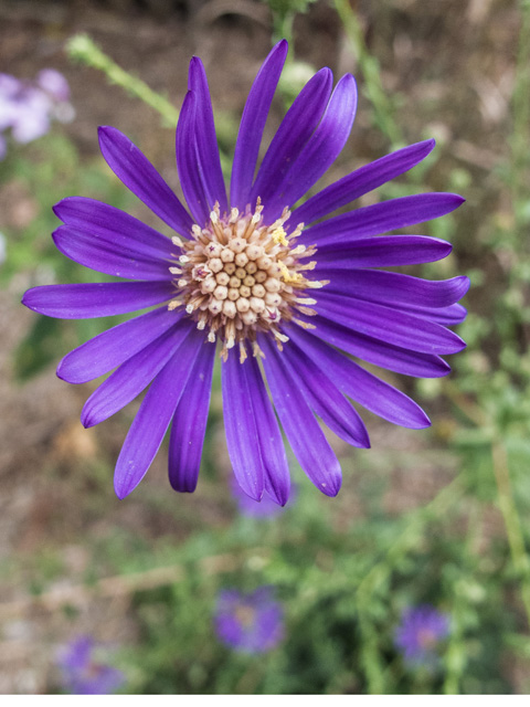 Symphyotrichum georgianum (Georgia aster) #49646