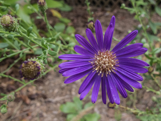 Symphyotrichum georgianum (Georgia aster) #49647