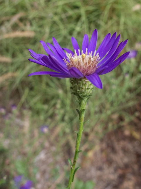 Symphyotrichum georgianum (Georgia aster) #49649