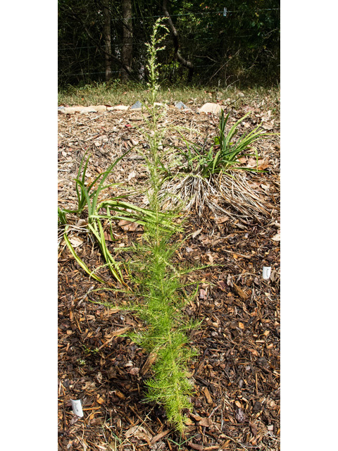 Eupatorium capillifolium (Dogfennel) #49650