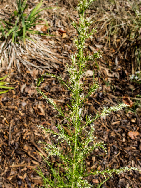 Eupatorium capillifolium (Dogfennel) #49651