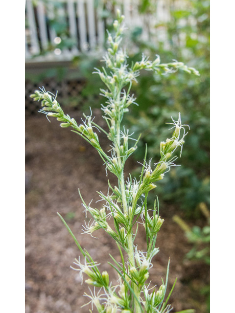 Eupatorium capillifolium (Dogfennel) #49653