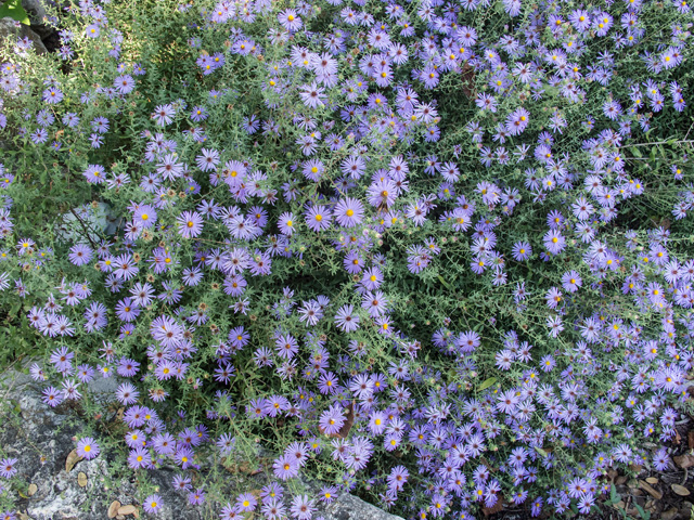 Symphyotrichum oblongifolium (Aromatic aster) #49656