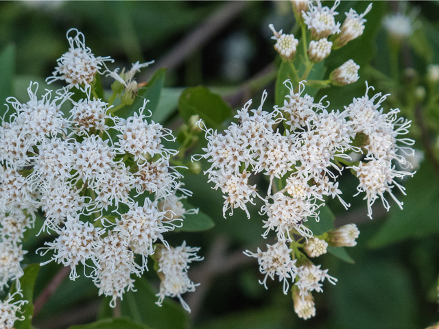 Ageratina havanensis (Shrubby boneset) #49658