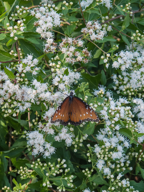 Ageratina havanensis (Shrubby boneset) #49659