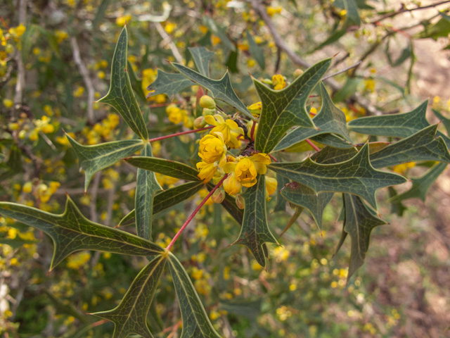 Mahonia trifoliolata (Agarita) #49707