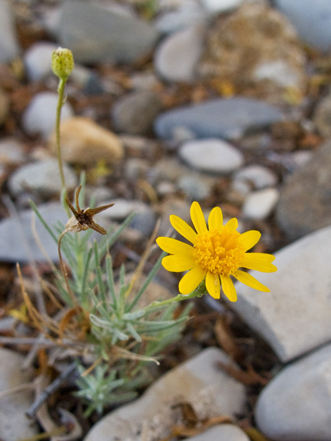 Thymophylla pentachaeta (Parralena) #49722