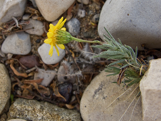 Thymophylla pentachaeta (Parralena) #49724