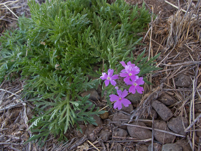 Glandularia bipinnatifida var. ciliata (Davis mountains mock vervain) #49750