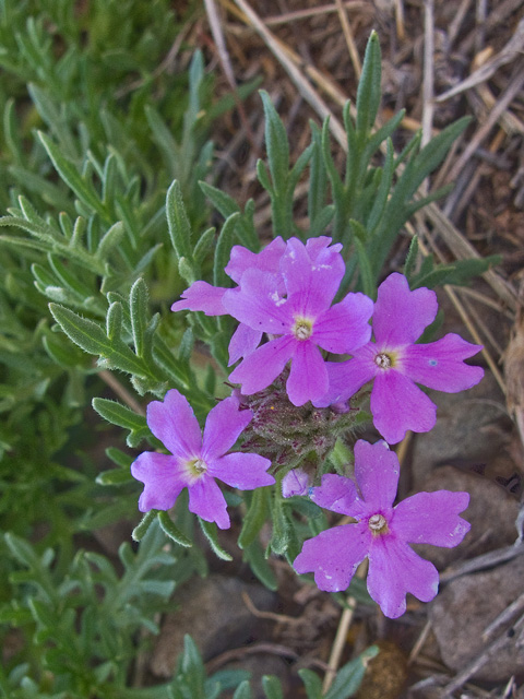 Glandularia bipinnatifida var. ciliata (Davis mountains mock vervain) #49751