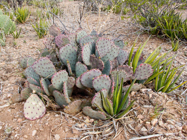 Opuntia macrocentra (Purple pricklypear) #49760