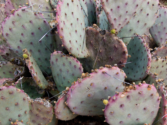 Opuntia macrocentra (Purple pricklypear) #49761