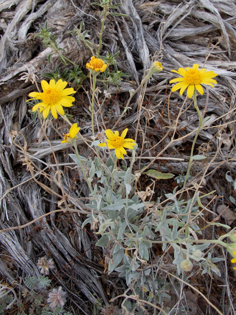 Thymophylla micropoides (Woolly pricklyleaf) #49763