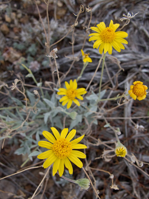 Thymophylla micropoides (Woolly pricklyleaf) #49764