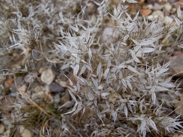 Dasyochloa pulchella (Desert fluffgrass) #49768