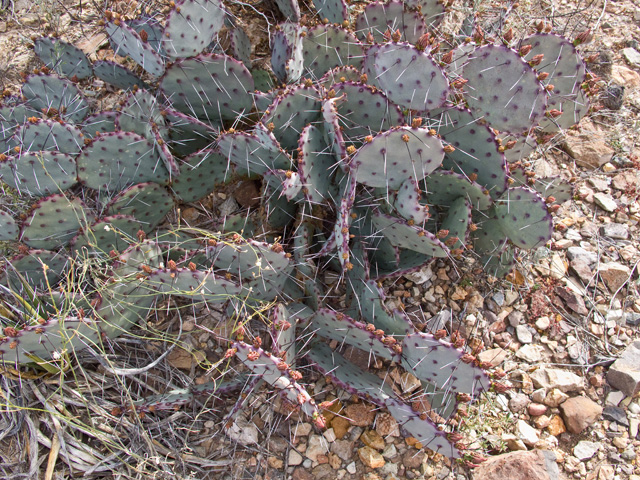 Opuntia macrocentra (Purple pricklypear) #49774