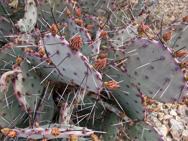 Opuntia macrocentra (Purple pricklypear) #49776