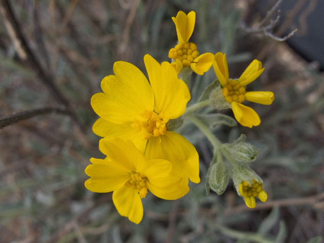 Psilostrophe tagetina (Woolly paperflower) #49779