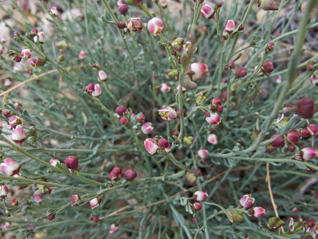 Thamnosma texana (Texas desert-rue) #49798