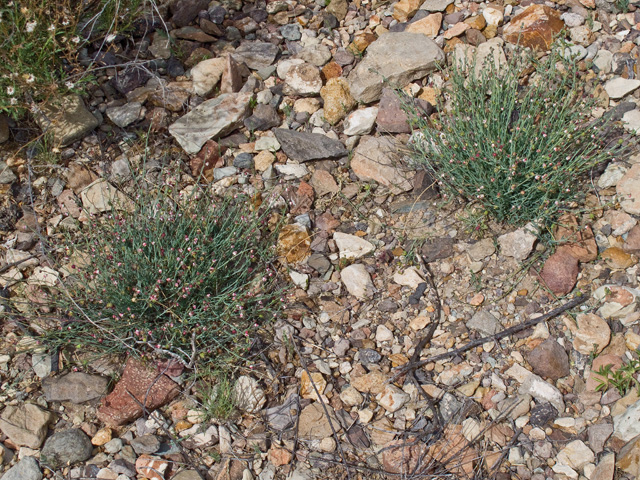 Thamnosma texana (Texas desert-rue) #49799