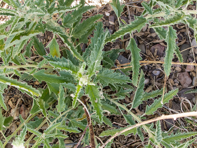 Sphaeralcea angustifolia (Narrowleaf globemallow) #49823