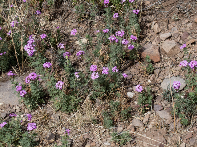 Glandularia bipinnatifida var. ciliata (Davis mountains mock vervain) #49828