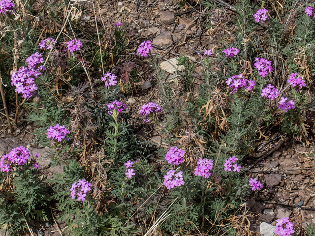 Glandularia bipinnatifida var. ciliata (Davis mountains mock vervain) #49829