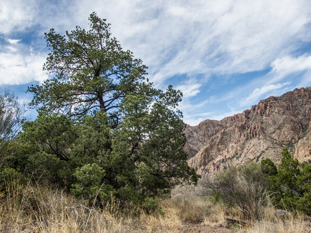 Pinus edulis (Colorado pinyon pine) #49830