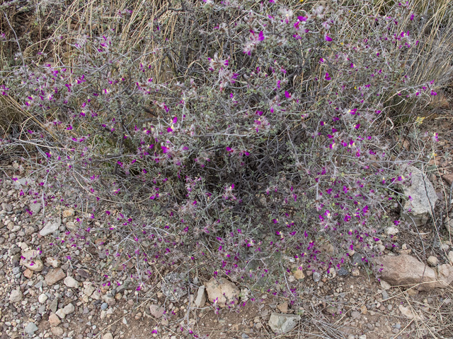 Dalea formosa (Featherplume) #49843