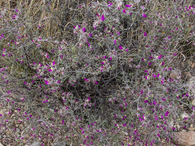 Dalea formosa (Featherplume) #49844