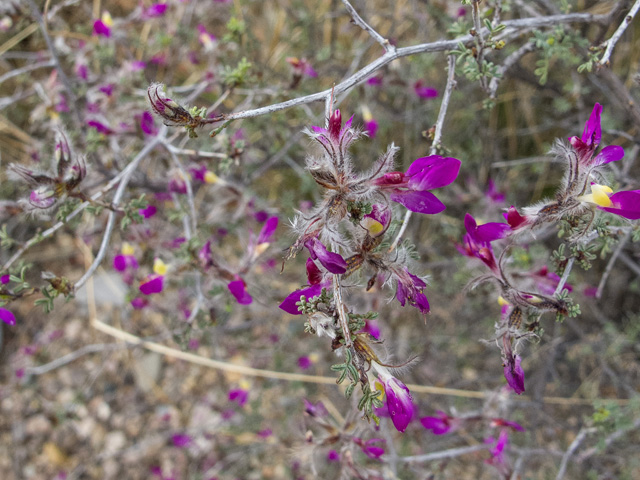 Dalea formosa (Featherplume) #49845