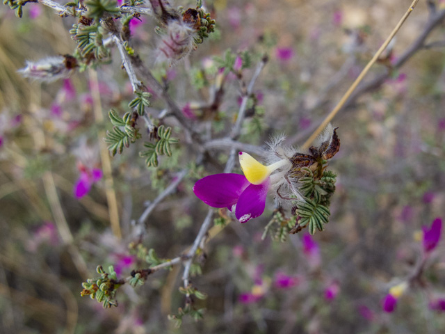 Dalea formosa (Featherplume) #49846