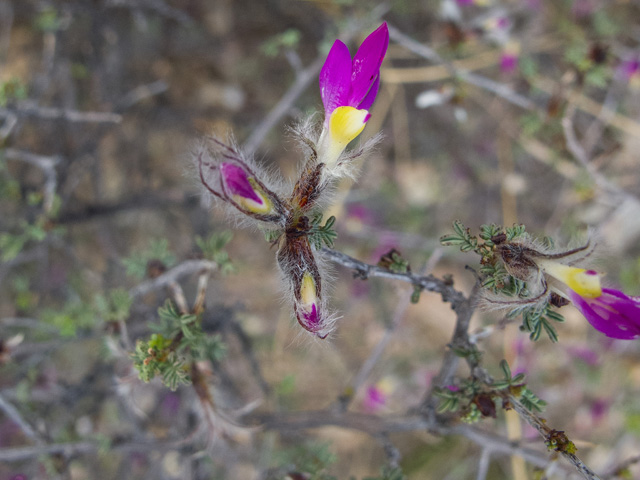 Dalea formosa (Featherplume) #49847