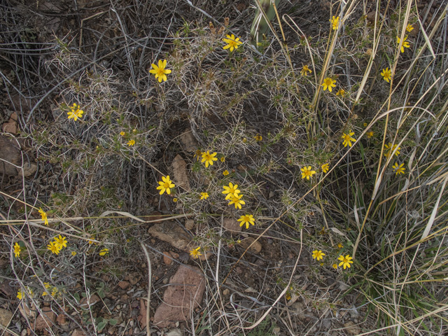 Thymophylla acerosa (Prickly-leaf dogweed) #49848