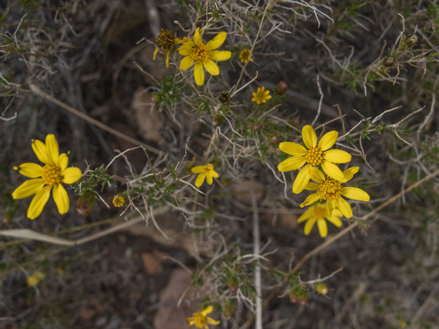 Thymophylla acerosa (Prickly-leaf dogweed) #49849