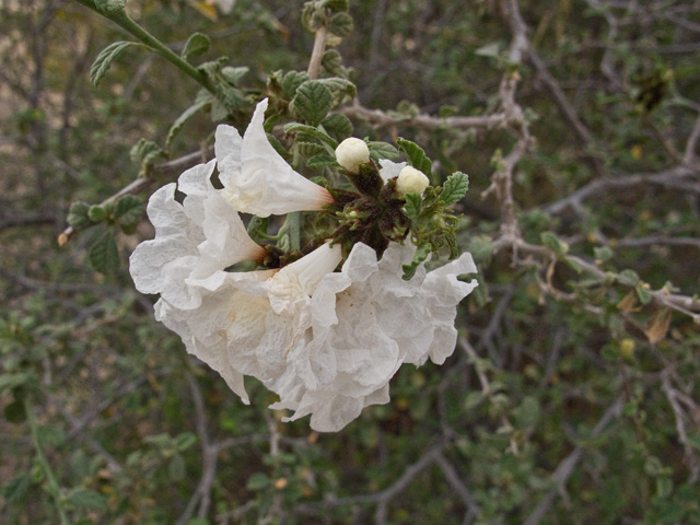 Cordia parvifolia (Littleleaf cordia) #49866