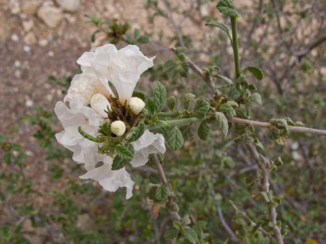 Cordia parvifolia (Littleleaf cordia) #49867