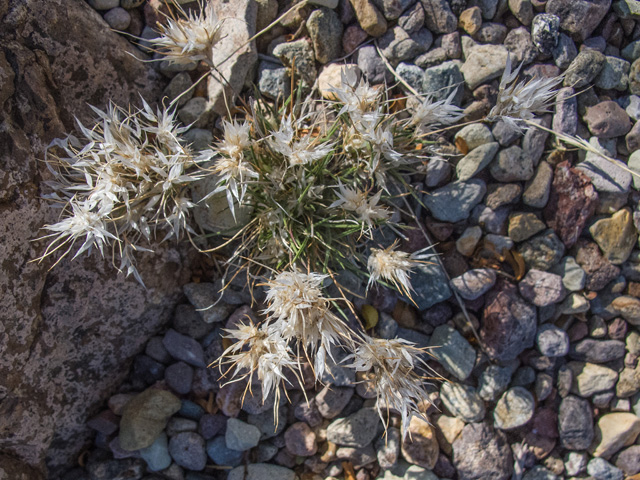 Dasyochloa pulchella (Desert fluffgrass) #49873