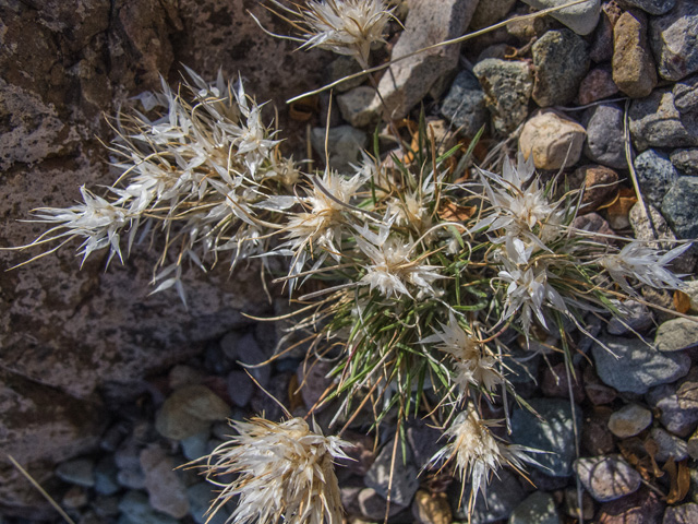 Dasyochloa pulchella (Desert fluffgrass) #49874