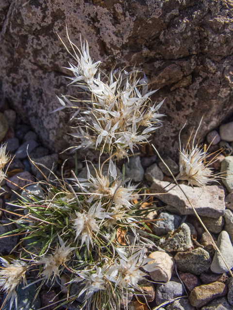 Dasyochloa pulchella (Desert fluffgrass) #49875