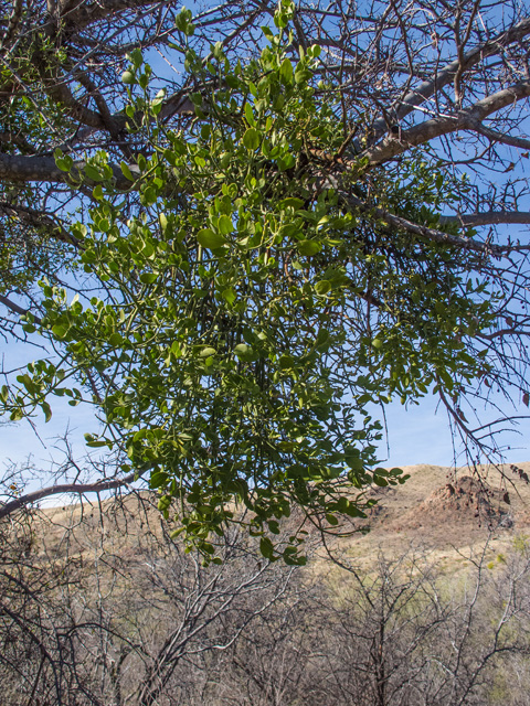 Phoradendron tomentosum (Christmas mistletoe) #49876