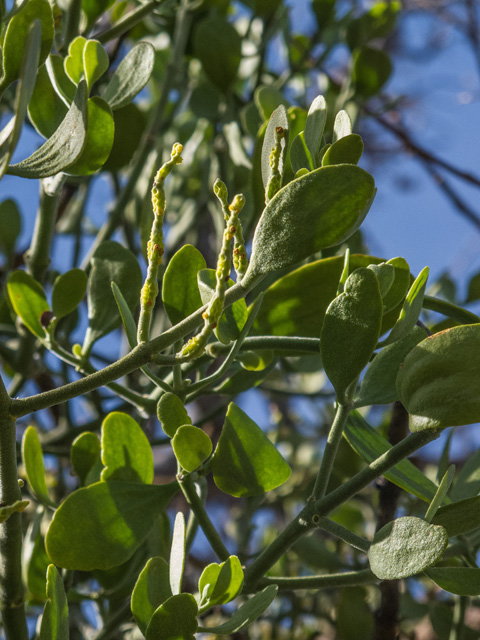 Phoradendron tomentosum (Christmas mistletoe) #49878