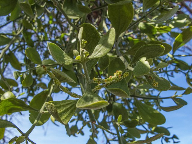 Phoradendron tomentosum (Christmas mistletoe) #49879