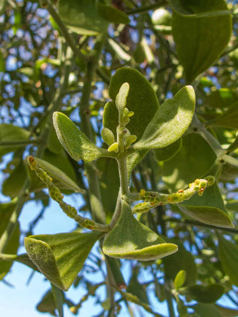 Phoradendron tomentosum (Christmas mistletoe) #49880