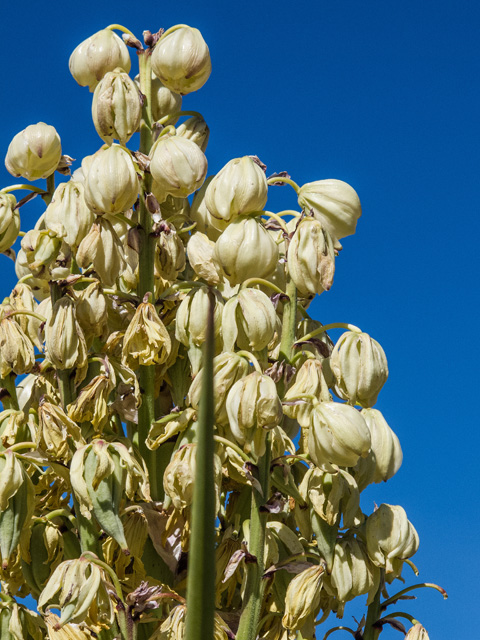 Yucca torreyi (Torrey yucca) #49896