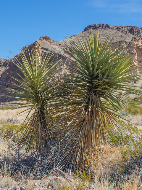 Yucca torreyi (Torrey yucca) #49898